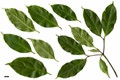 SpeciesSub: subsp. melanotricha